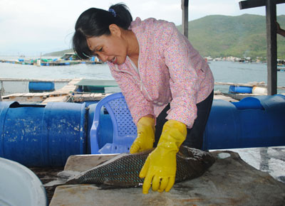 cá gáy biển