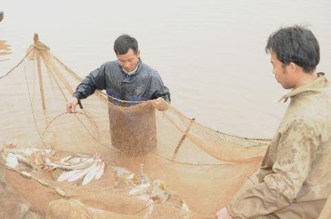 cá giống Trung Quốc