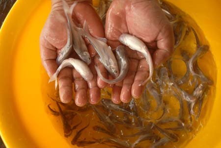 cá giống