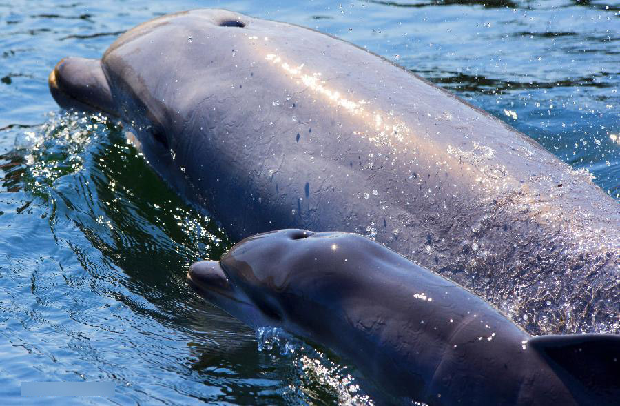 cá heo con mới chào đời