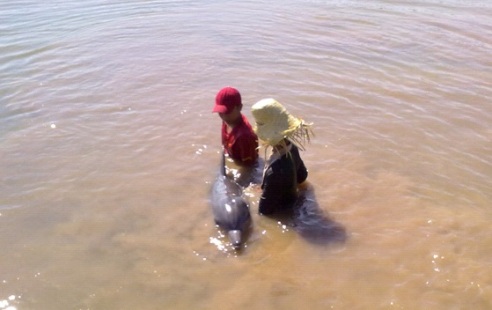 Hiện tượng cá heo mắc cạn hàng loạt - Ảnh: AFP