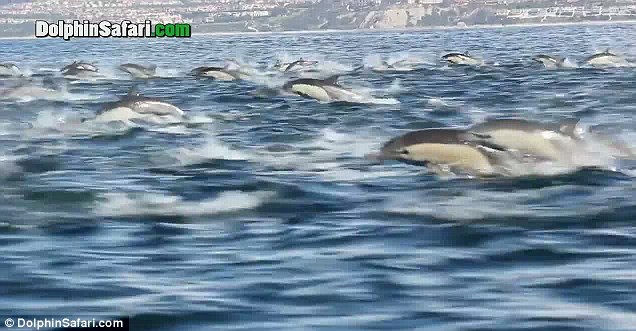 cá heo chạy loạn