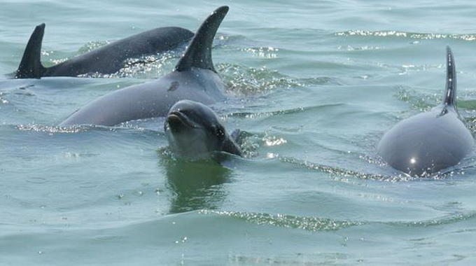 Cá heo có thể gọi nhau bằng tiếng huýt - Ảnh: AAAS