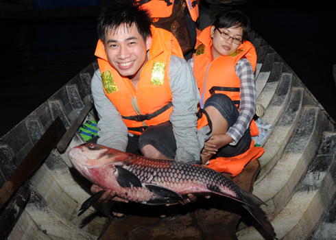 Cá hô được đánh bắt ngoài tự nhiên