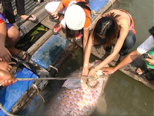 Một con cá hô to dính lưới