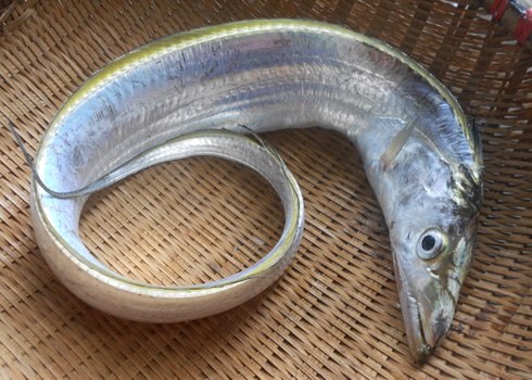 Cá hố lựa chọn những con còn tươi ngon. Ảnh: N.D.