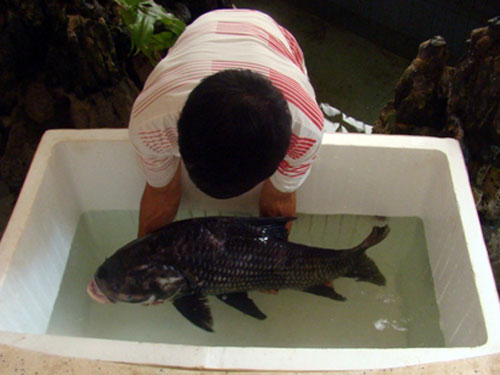 Cá hô được nhân viên VQG thả vào bể sục khí