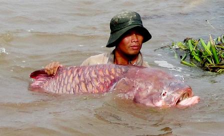 giống cá nằm trong sách đỏ