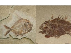 Hình ảnh hóa thạch hai loài cá. (Nguồn: flickr.com)