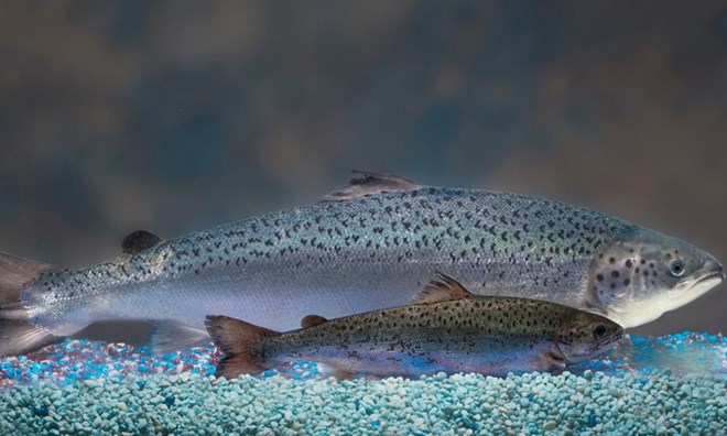 Trôi nổi 5 tấn cá hồi biến đổi gene của Canada trên thị trường