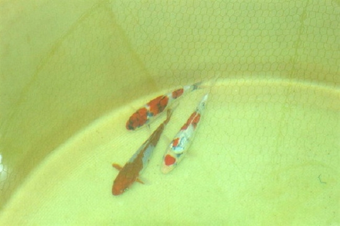 cá koi