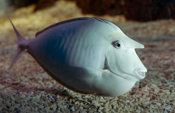 cá lân đốm - Nimrod