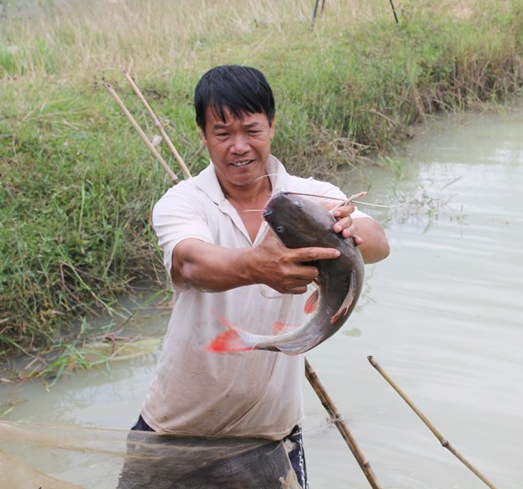 cá lăng đuôi đỏ