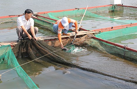 cá lăng hồ EaKao