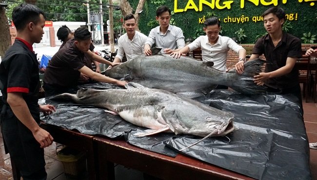 Cặp 'thủy quái' 200 kg xuất hiện gây xôn xao Đà Nẵng