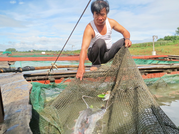 cá lăng nha đuôi đỏ