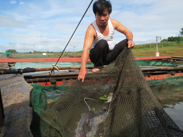 cá lăng nha đuôi đỏ