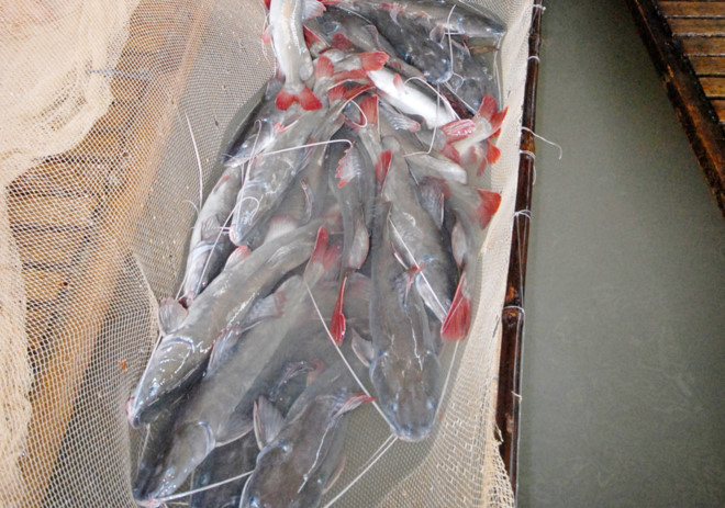 nuôi cá lăng nha đuôi đỏ