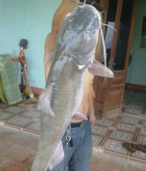 Cá lăng
