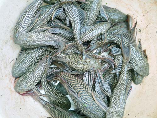 cá lau kính, cá tỳ bà