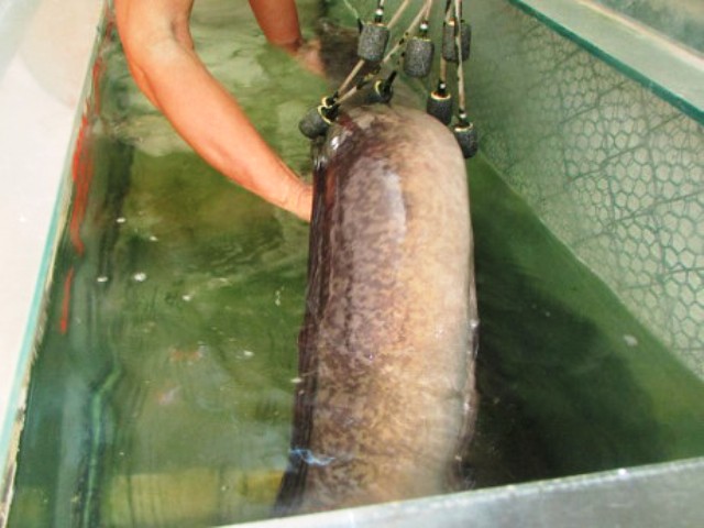 Bắt được cá lệch “khủng” dài 2 mét, nặng 18 kg trên sông Lam
