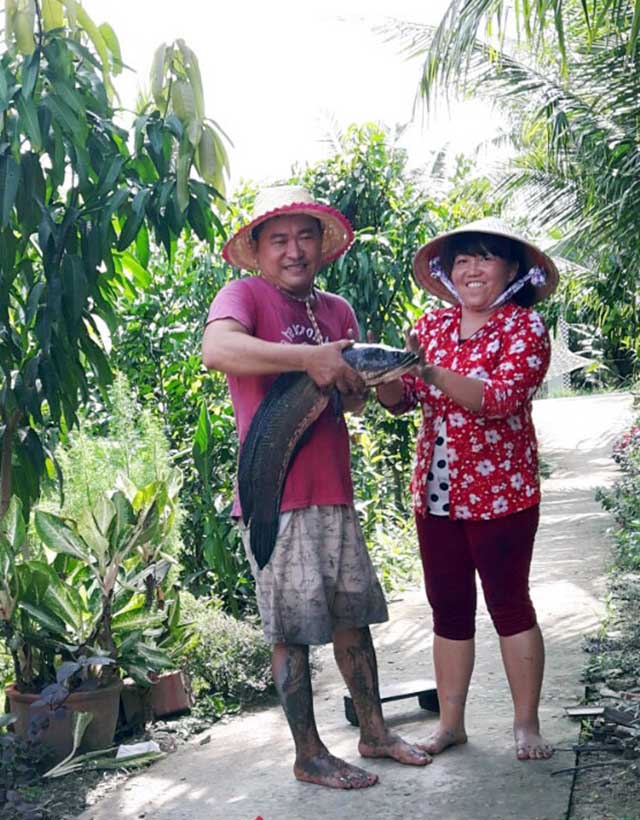 Cá lóc đồng bắt được có kích thước khủng