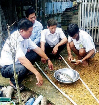 hướng dẫn kỹ thuật nuôi cá lóc