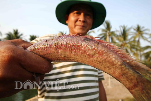 cá lóc bị ghẻ