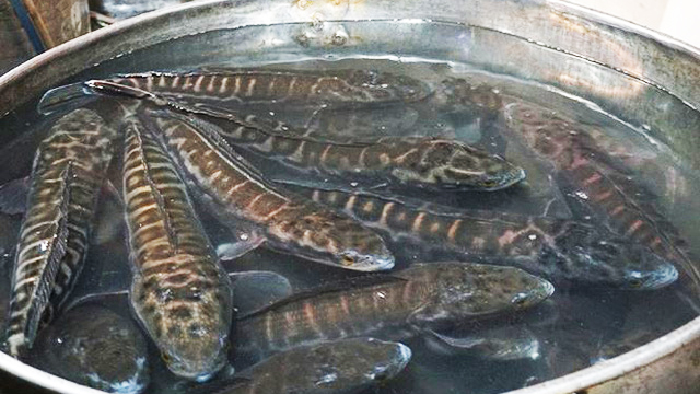 Gần 40 tấn cá lóc “đổ bộ” Sài Gòn trước ngày vía thần tài