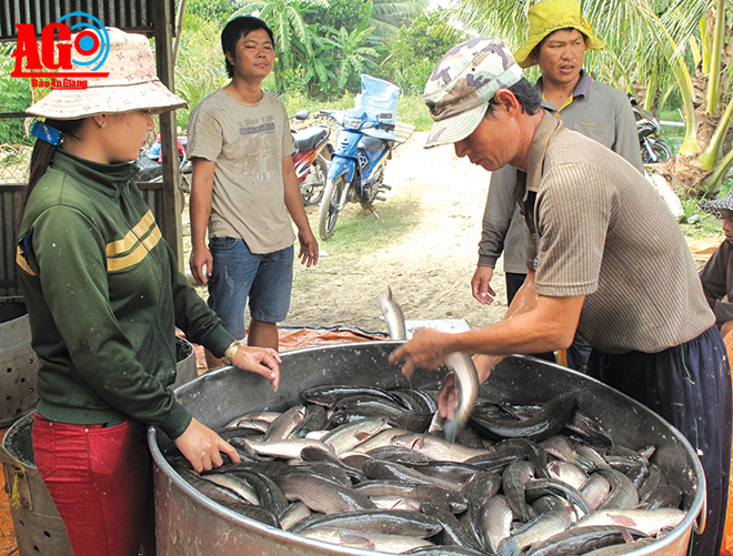 cá lóc đồng