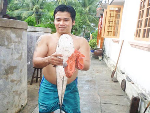 cá lóc 5,2kg, cá lóc