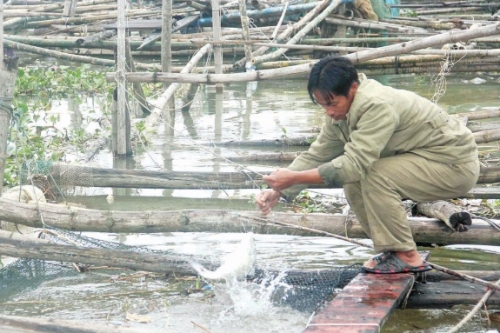 cá lồng