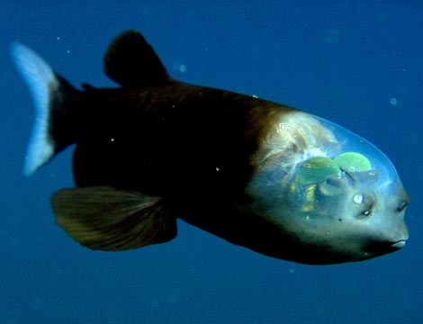 cá ma, cá khảm, cá mắt ống