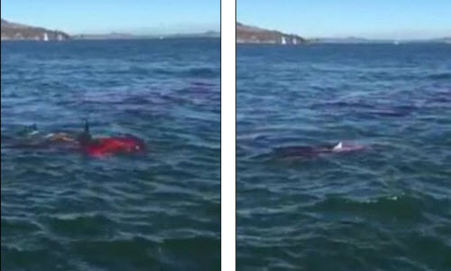 cá mập ăn thịt hải cẩu