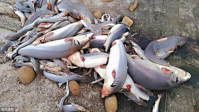 cá mập bị cắt vây