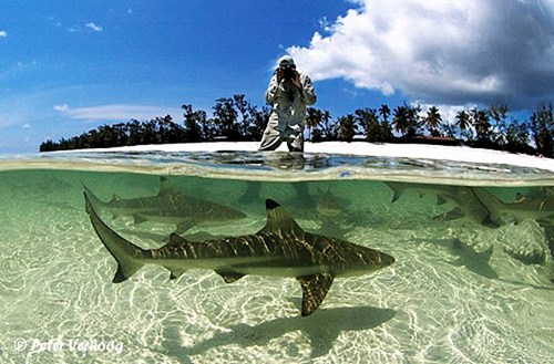 cá mập bơi lượn