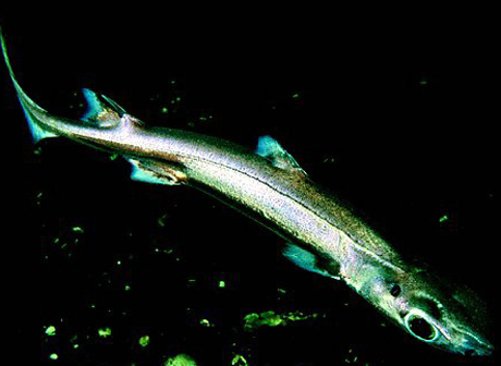 Ánh sáng phát ra từ bụng và sống lưng của cá mập đèn lồng. Ảnh: interestingfoto.com.