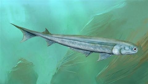 Loài cá mập thời tiền sử Acanthodes bronni.