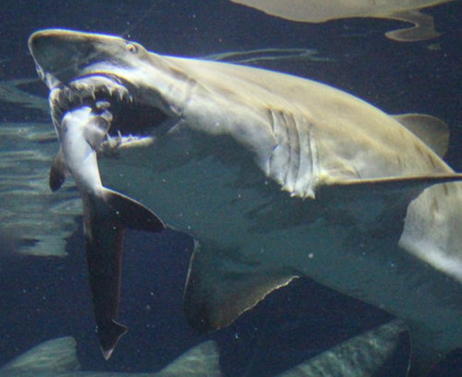 cá mập lớn