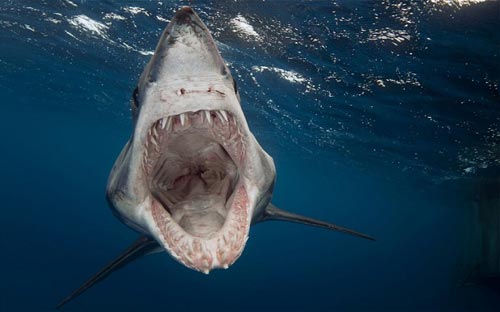 Phát hiện mới có thể giúp con người chống cá mập dễ dàng - Ảnh: AFP