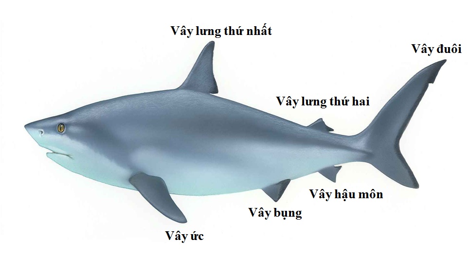 Cá mập trắng khoe hàm răng gớm giếc, thể hiện sức mạnh của hung thần đại dương