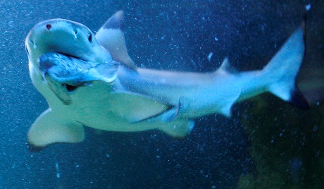 cá mập tấn công ngư dân úc