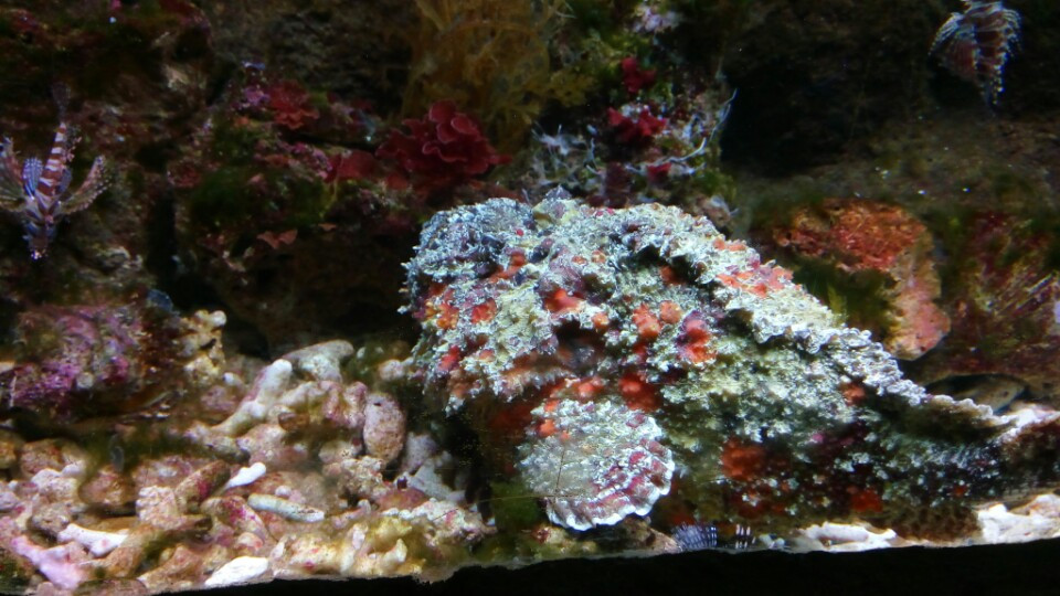 Cá Mặt Quỷ có bao nhiêu màu?