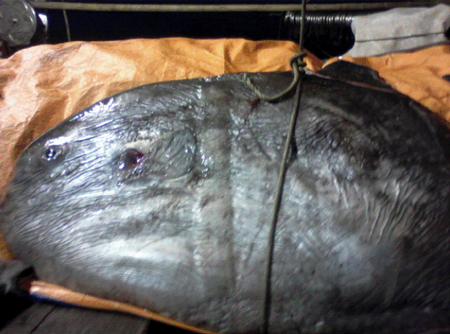 cá mặt trăng mắc lưới