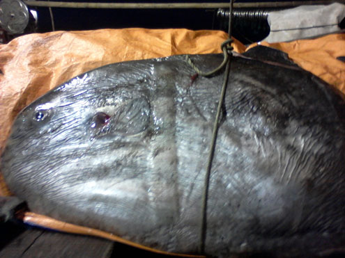 ca mat trang khung thu hai