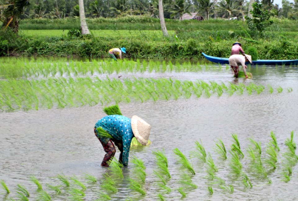 Cà Mau: Nông dân vào vụ lúa - tôm