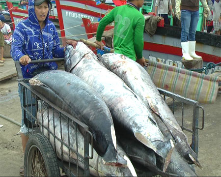 Ngư dân phấn khởi với sản lượng cá ngừ đại dương