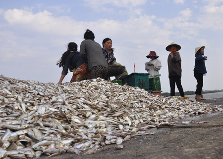 trúng mùa cá mòi