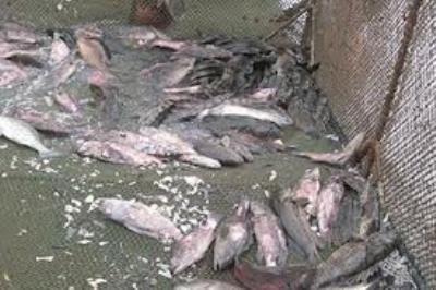cá chết, tôm chết, Phú yên