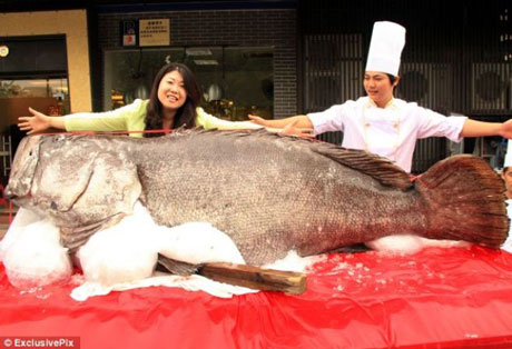 cá mú khổng lồ